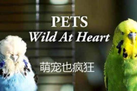 《宠物：内心狂野 Pets Wild At Heart》[萌宠纪录片][全2集]