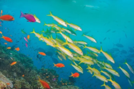 英国广播公司(BBC)出品的纪录片《大堡礁》
